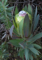 Protea coronata