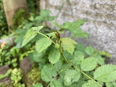 Rosa arvensis