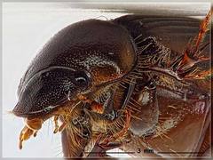 Acrossidius tasmaniae