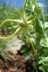 Brachystelma macropetalum