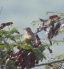 Mirafra erythroptera