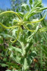 Brachystelma macropetalum