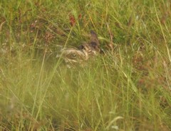 Caprimulgus asiaticus