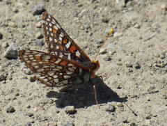 Euphydryas editha