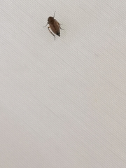 Deltocephalus pulicaris