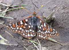 Euphydryas anicia bernadetta