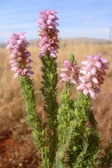 Erica alopecurus