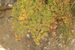 Athamanta macedonica