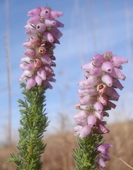 Erica alopecurus