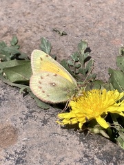 Colias lesbia