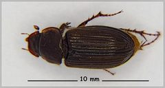 Acrossidius tasmaniae