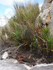 Aloiampelos commixta