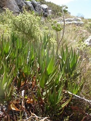 Aloiampelos commixta