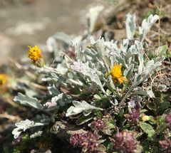 Jacobaea insubrica