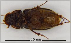 Acrossidius tasmaniae