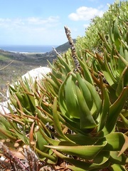 Aloiampelos commixta