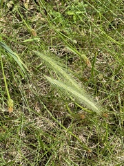 Hordeum secalinum