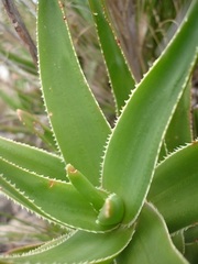 Aloiampelos commixta