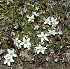 Arenaria ciliata
