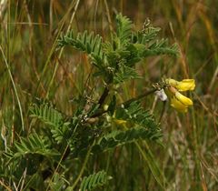 Astragalus penduliflorus