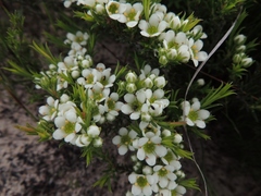Diosma aspalathoides