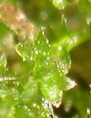 Cephaloziella hampeana