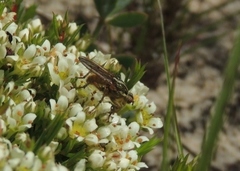Diosma aspalathoides