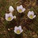 Gentianella montana ionostigma - Photo (c) Mike Lusk, some rights reserved (CC BY-NC), uploaded by Mike Lusk