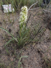 Echiostachys incanus