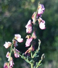 Wiborgia tenuifolia