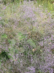Limonium platyphyllum
