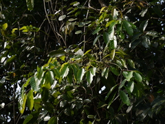 Olea dioica