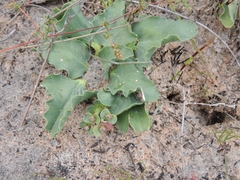 Euphorbia tuberosa