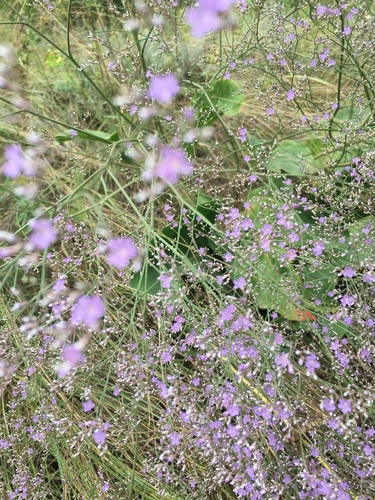 Image of Limonium platyphyllum by (c) Елена Патерикина, some rights reserved (CC BY)