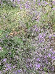 Limonium platyphyllum