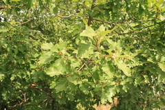 Quercus petraea polycarpa