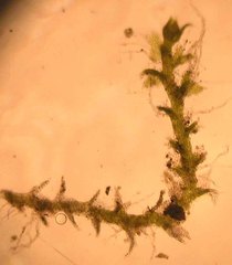 Cephaloziella hampeana