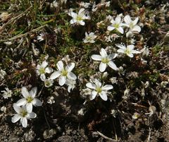 Arenaria ciliata