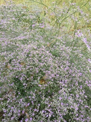 Limonium platyphyllum
