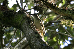 Phyllastrephus flavostriatus