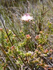 Diastella divaricata divaricata