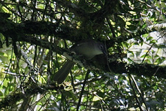 Phyllastrephus flavostriatus