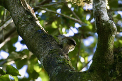 Phyllastrephus flavostriatus