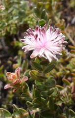Diastella divaricata divaricata