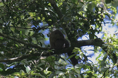 Heliosciurus mutabilis