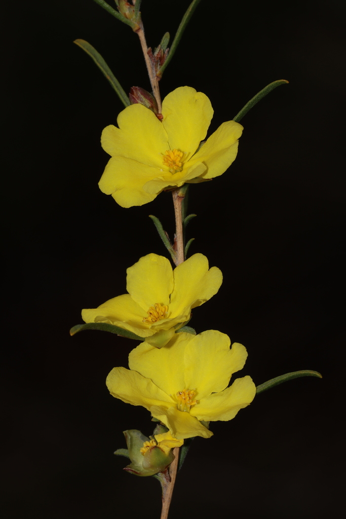 Twiggy Guinea-flower