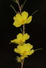 Hibbertia virgata - Photo (c) Tim Hammer, algunos derechos reservados (CC BY), subido por Tim Hammer