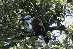 Heliosciurus mutabilis