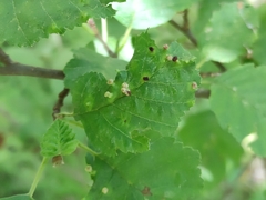 Eriophyes alniincanae