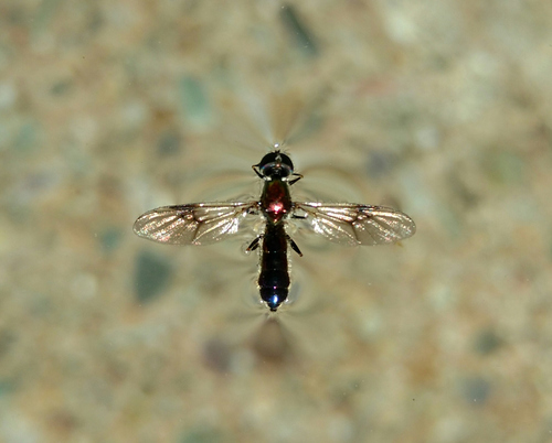 Clouded Centurion Fly photo 3